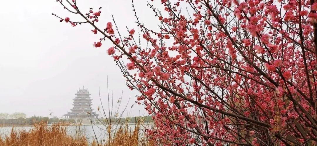 邳州水杉御景最新房价动态及市场趋势分析